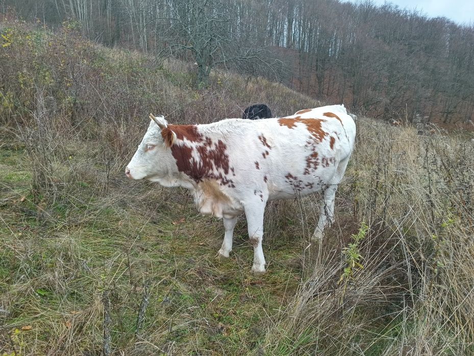 Vand doua vaci blțata