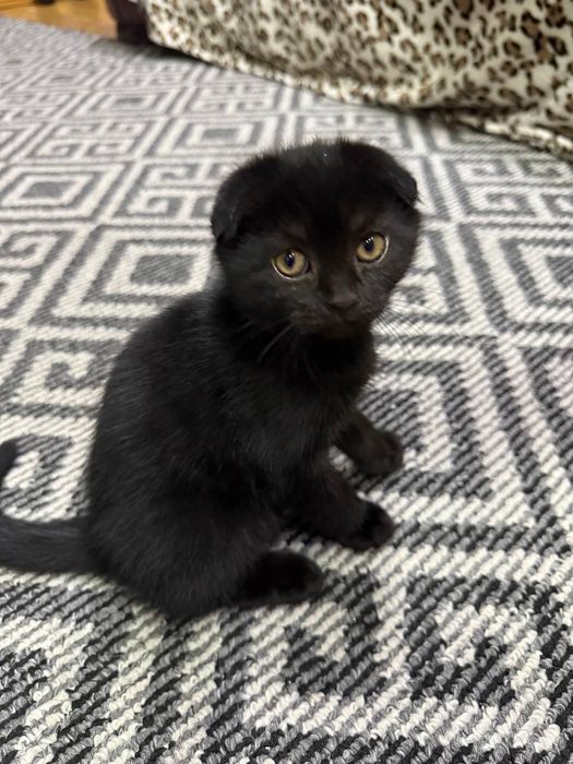 Породистая котенок от правильной вязки,цена договорная