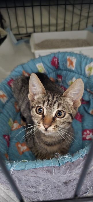 Motanelul Kiko, vaccinat