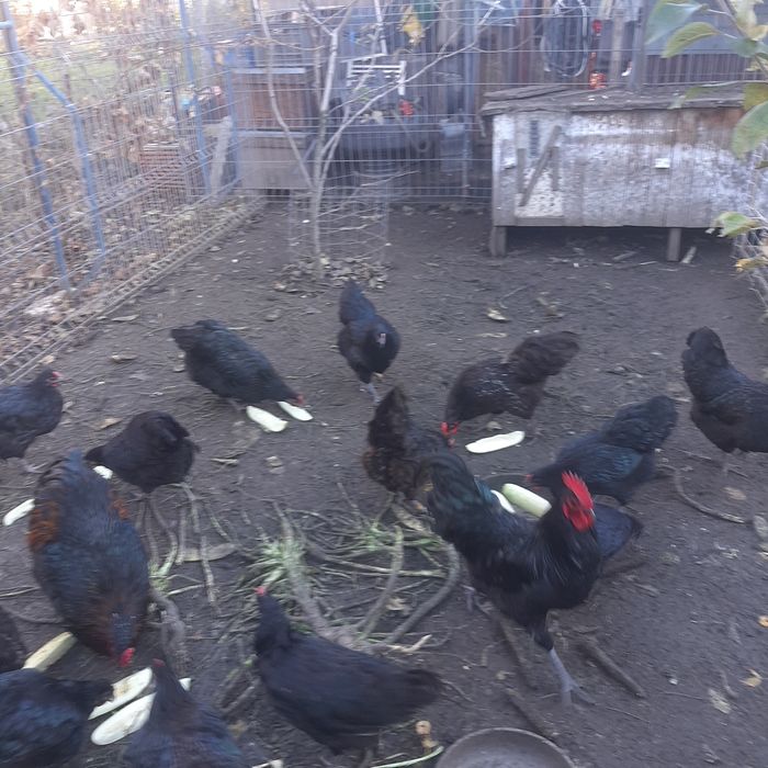 Vând cocoș austrolop 2025