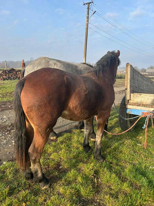 Vând mânză foarte bună