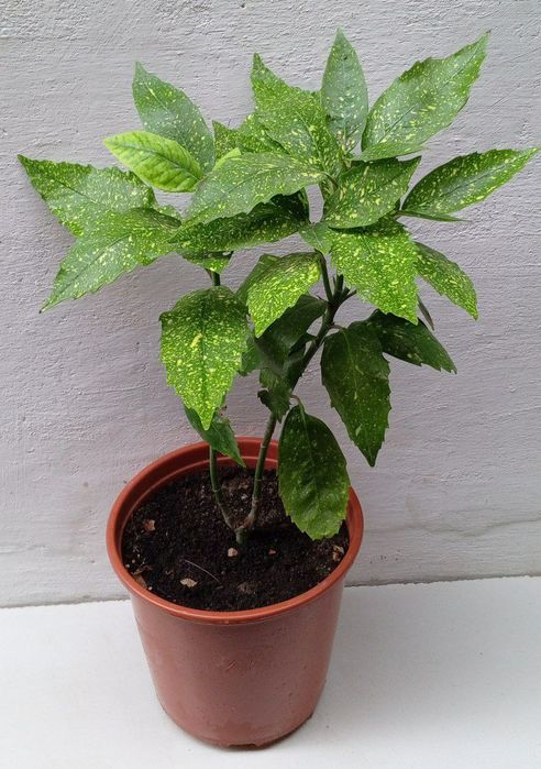 Аукуба японская (Aucuba japonica) или "Золотое дерево". Цветы для дома