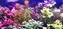 Lampa pentru acvariu plantat speciale pentru cresterea plantelor