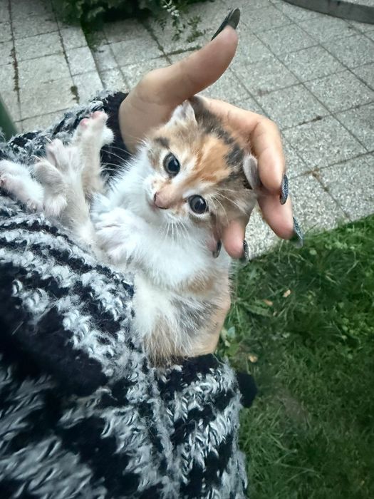 Donez pisicuta pentru adoptie