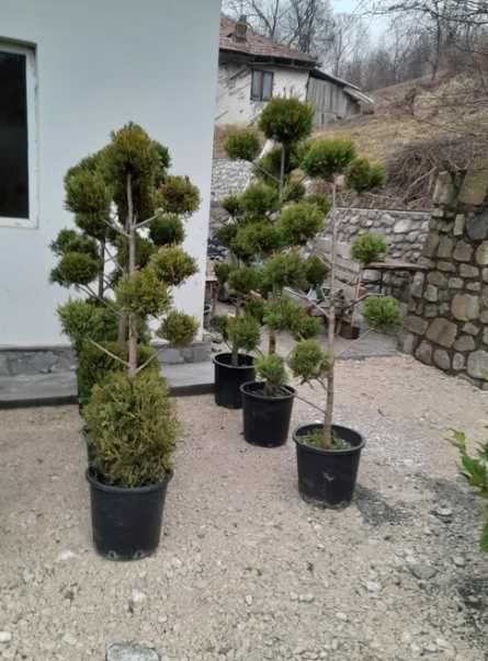 Tuia Conic, Etajere Si plante Ornamentale de Exterior pentru Gradina !