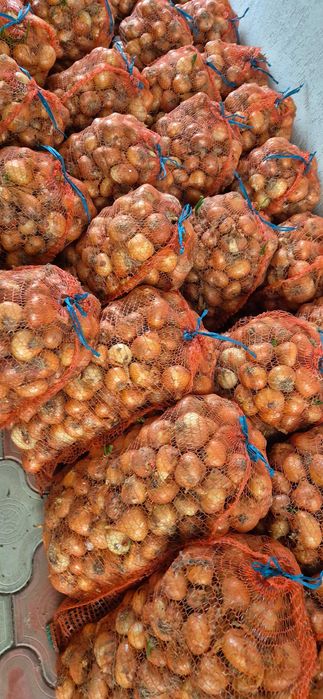 Ceapa galbena 1.50 lei