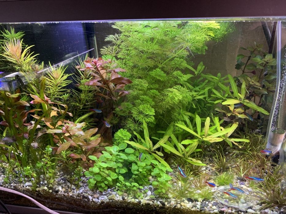 Plante acvariu pachet generos