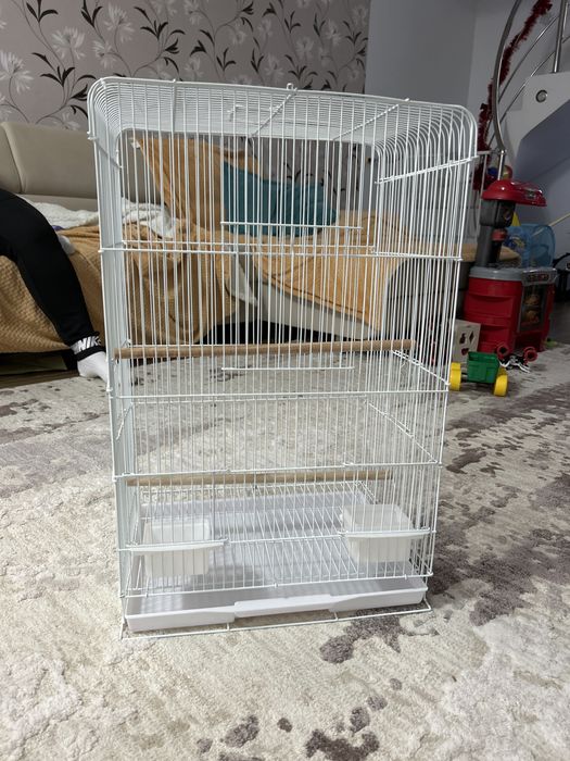 Colivie de perusi,nimfe