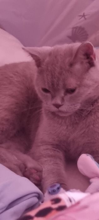 Vând pisica British shorthair