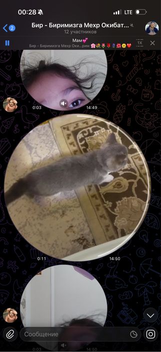 кошка очен сладко кошка