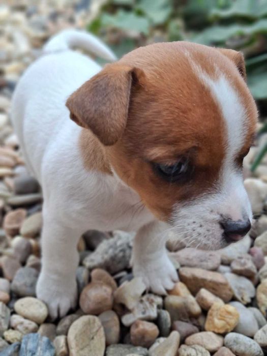 Jack Russell Terrier