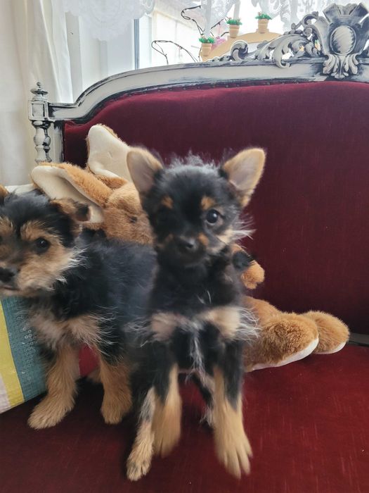 Майка Йоркширски териер с родословие, баща Померан