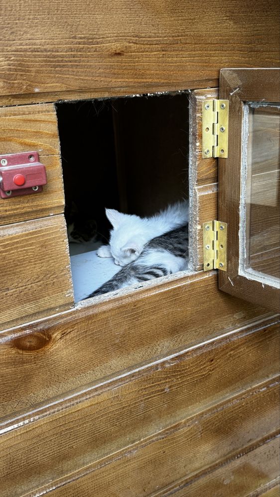 Белые котята трое, отдам в хорошие руки . Есть еще серенького оттенка