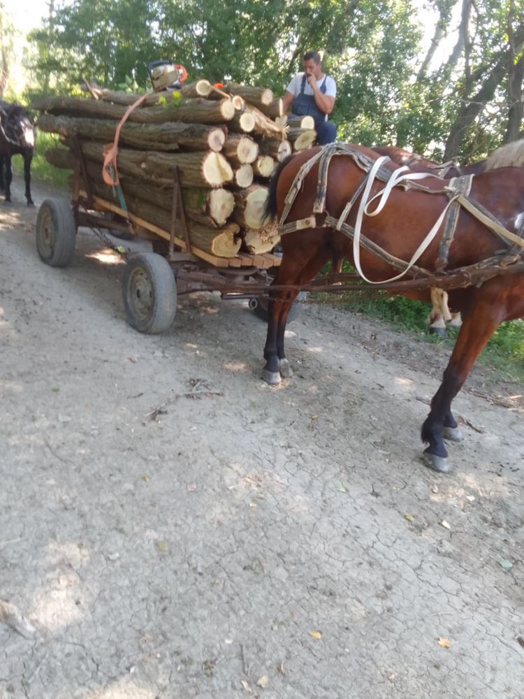 Iapă de vănzare