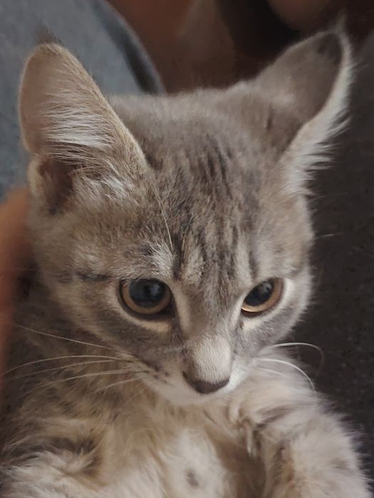 mushukla tekin ob ketganga beriladi