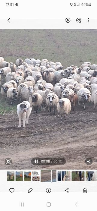 De vânzare 100 de oi