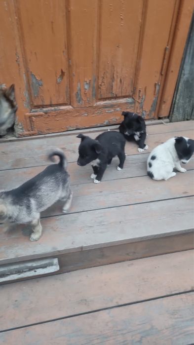 Собачата в хорошие руки