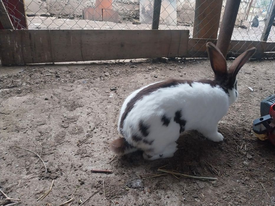 Vând 3 iepuri Fluture