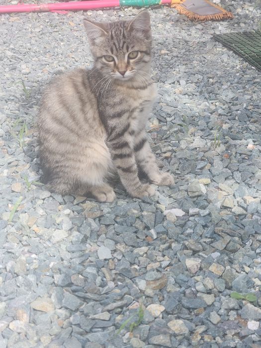 Отдам котят мама крысылов