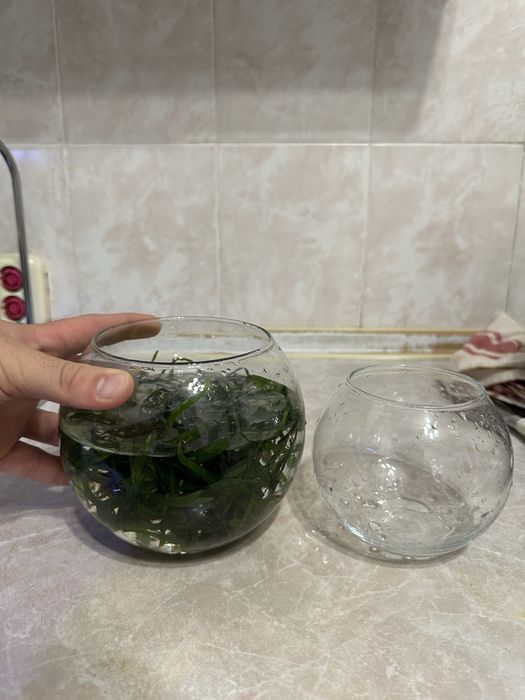 Аквариум,аквариюм,рыбки,рыбка,круглый,растение,