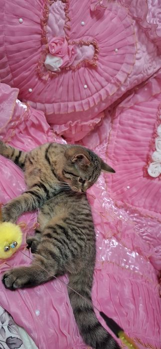 Продаю шотландского котика