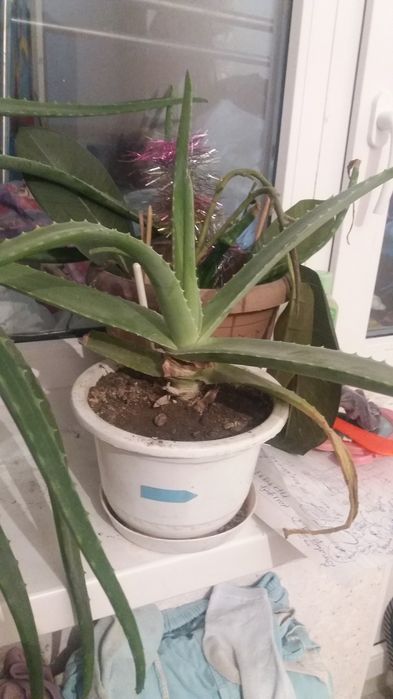 Алоэ 1500 за 1 лист для лечения  женское счастье 7000 тенге