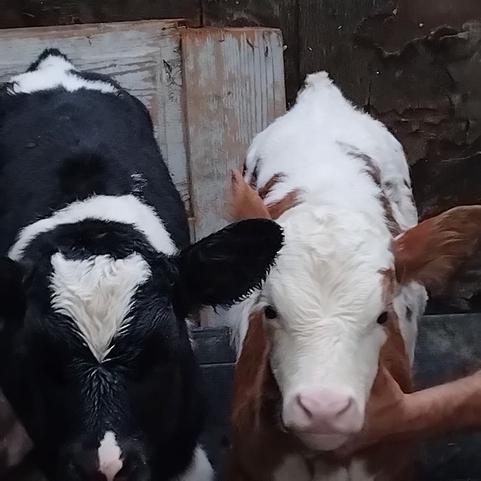 Vand un vitel si o viteaua
