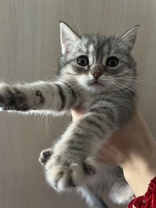 Котенок скоттиш страйт