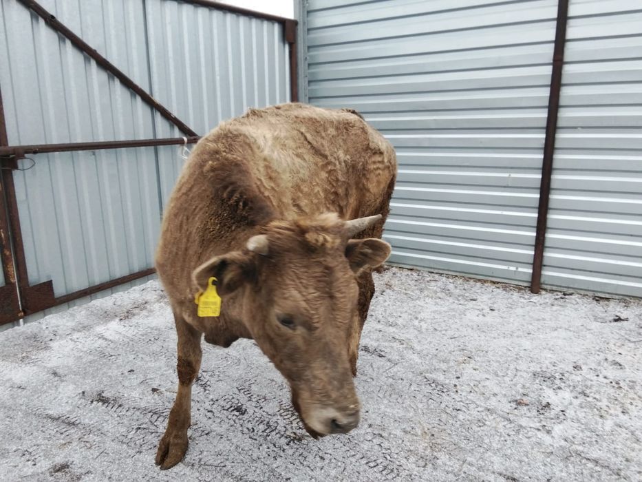 Продам телку 1,8