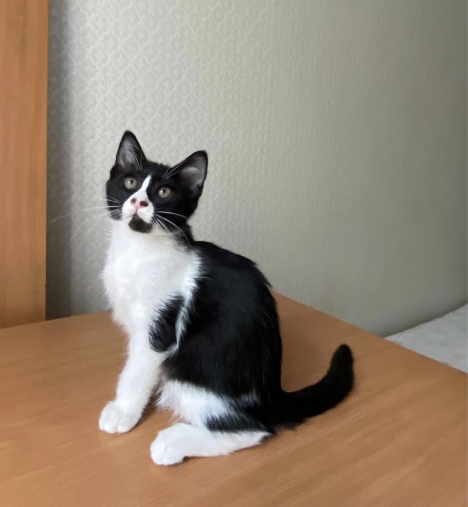 Котенок в добрые руки (кошка, киса)
