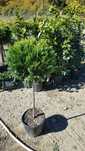 Plante decorative