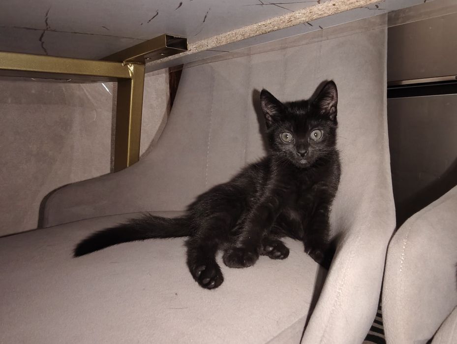 Котята бесплатно