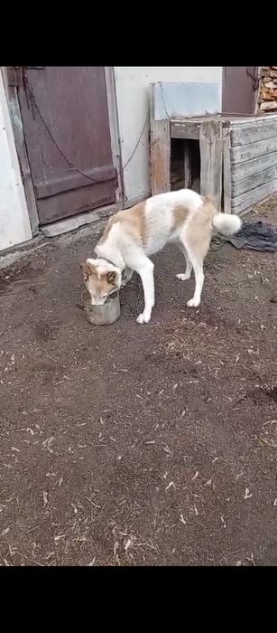 Отдам лайку даром