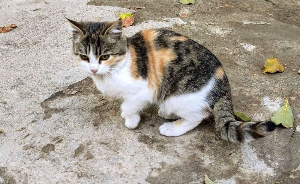 Отдам котят бесплатно