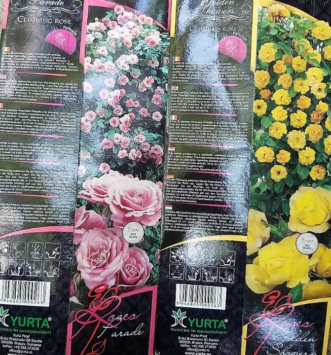 Kiwi / Rodiu / Smochin / Trandafiri urcatori Roz 2m în ghiveci de 12l