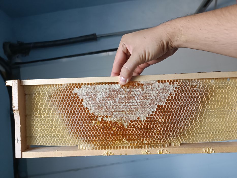 Vând rama cu fagure si miere (transport gratuit in Arad)