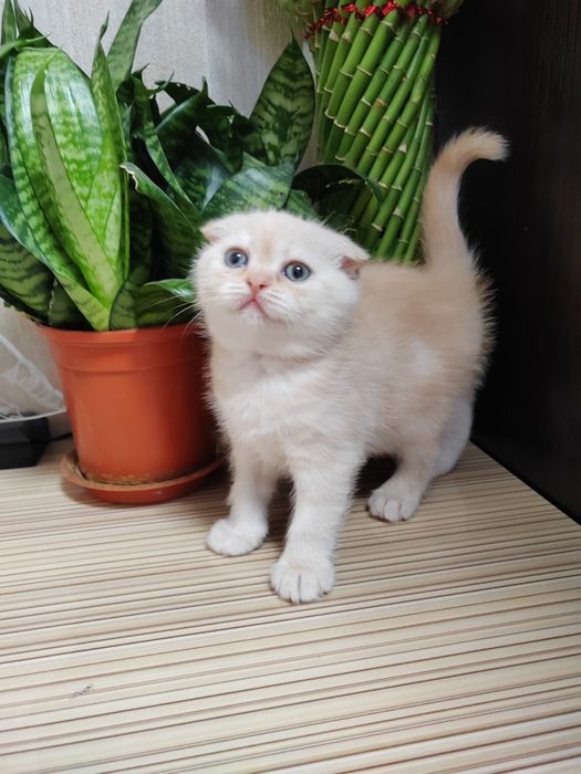 Шотландские Вислоухие Скоттиш Фолд и Скоттиш Страйд