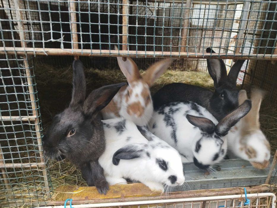 Vand iepuri tineret la 4 luni