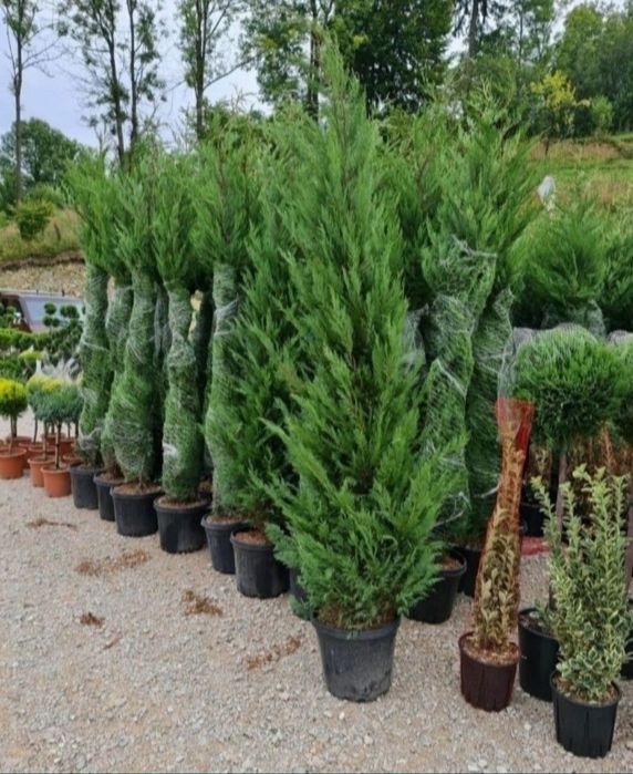 Vand plante ornamentale aclimatizate tuia smarald leilandy gazon rulou