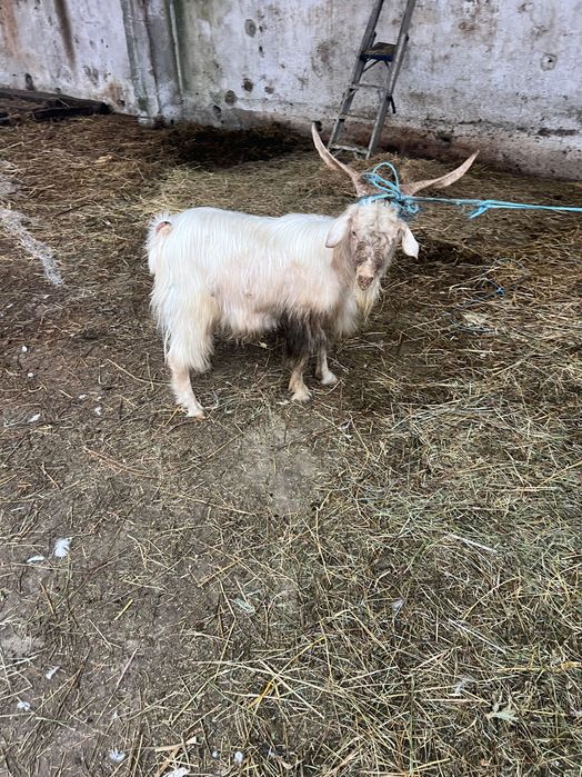 Vând sau schimb țap de anul trecut  bun de monta  at și de tăiat