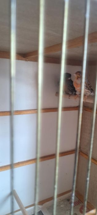 Свободни канари черен червена мозайка и ахат топаз червена мозайка