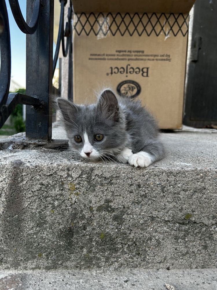 Котенок отдам даром