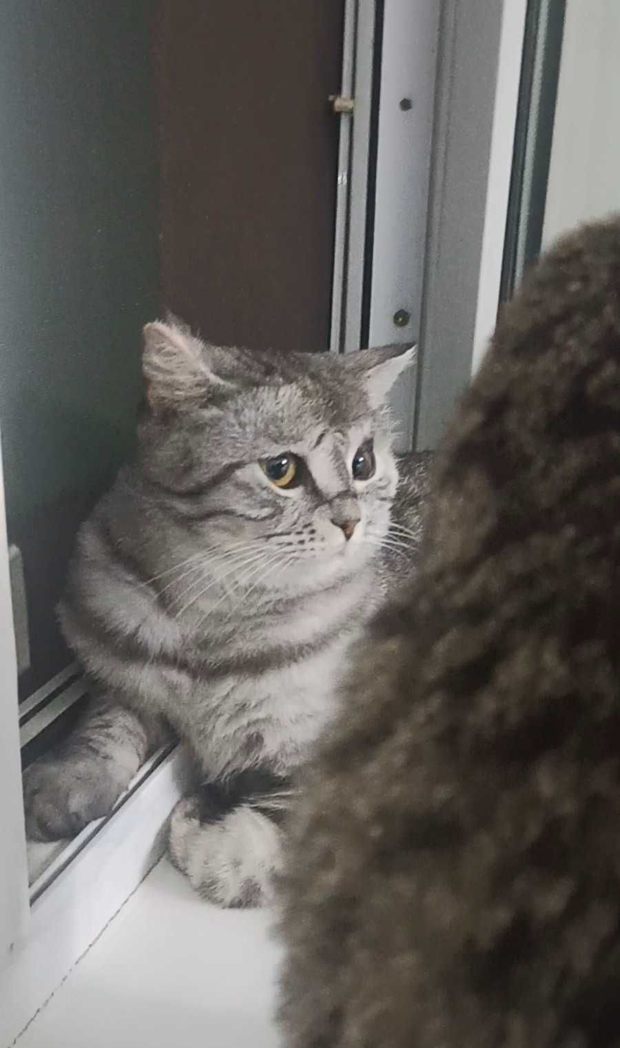 Красивый котик ищет дом