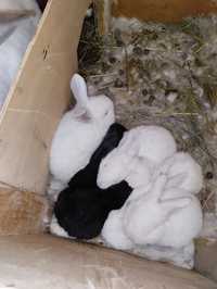 Кролики месячные