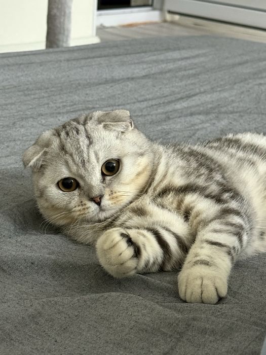 Кот для вязки, Шотландский вислоухий