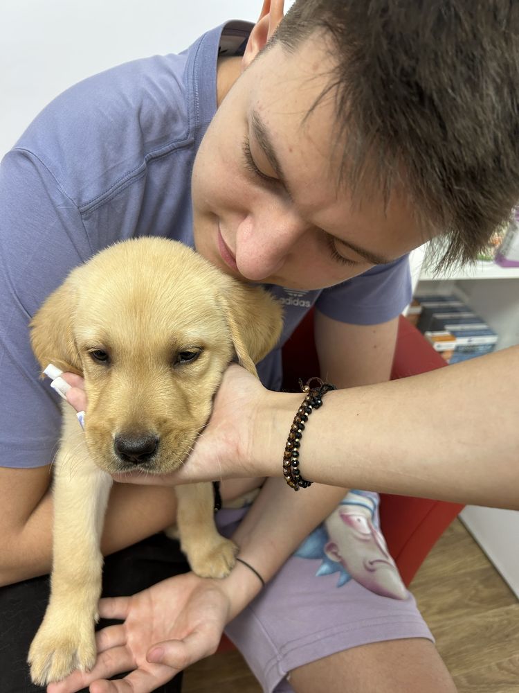 pui de labrador retriver