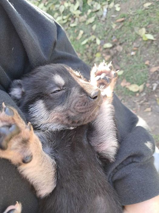 Cățeluși metiș ciobănesc german