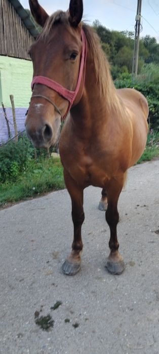 Vând iapa de 5 ani gestanta de 5 luni