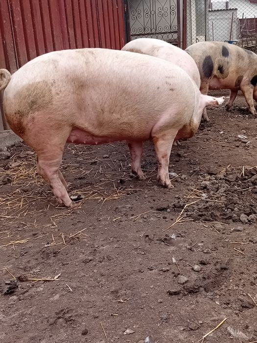 Vând ce se vede în poze