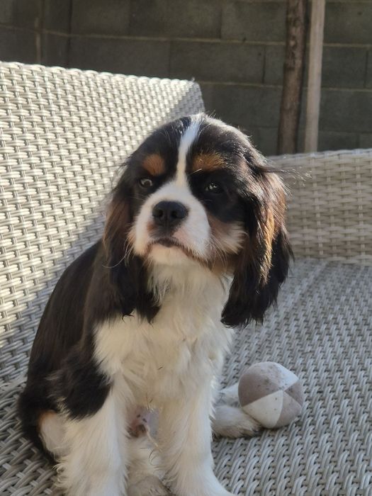 Cavalier king charles tricolor